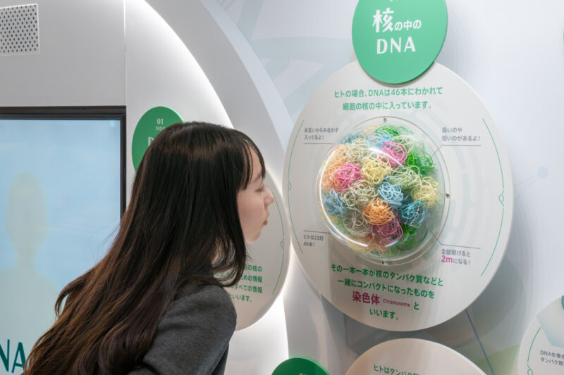 JT生命誌研究館 DNA展示コーナー