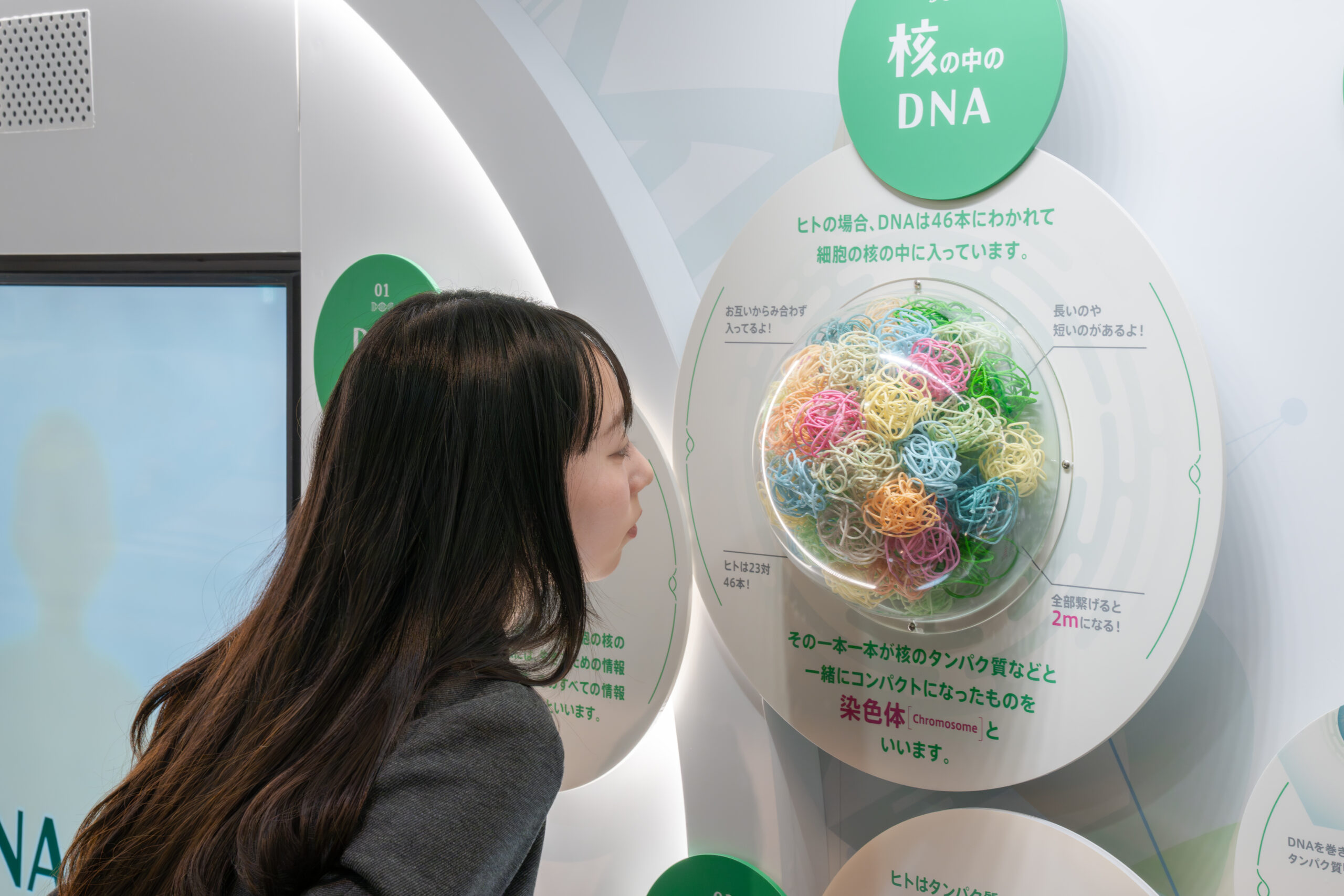 JT生命誌研究館 DNA展示コーナー